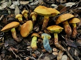 Boletus luridellus image