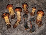 Suillellus hypocarycinus image