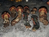 Suillellus hypocarycinus image