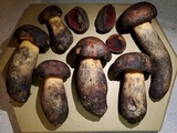 Suillellus hypocarycinus image