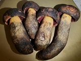 Suillellus hypocarycinus image