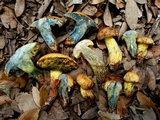 Boletus luridellus image