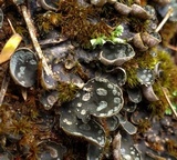 Peltigera didactyla image