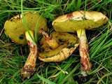 Pulchroboletus rubricitrinus image