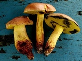 Pulchroboletus rubricitrinus image