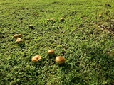 Boletus luridellus image