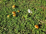 Boletus luridellus image