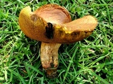Boletus luridellus image