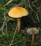 Cystoderma amianthinum image