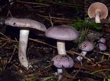 Cortinarius alboviolaceus image