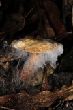 Syzygospora mycetophila image