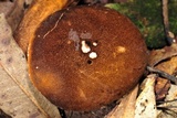 Gyroporus castaneus image
