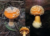 Amanita armeniaca image