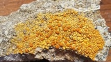 Caloplaca saxicola image