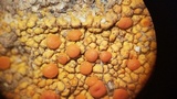 Caloplaca saxicola image