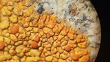 Caloplaca saxicola image