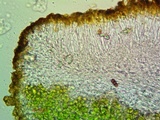 Caloplaca saxicola image