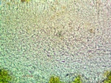 Caloplaca saxicola image