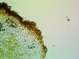 Caloplaca saxicola image