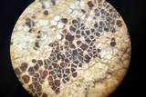 Sarcogyne arenosa image