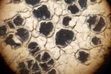 Sarcogyne arenosa image