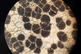 Sarcogyne arenosa image