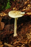 Amanita brunnescens image