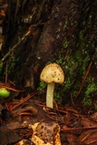 Amanita brunnescens image