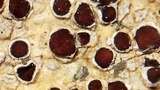 Sarcogyne arenosa image