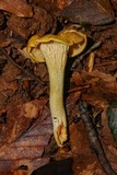Cantharellus appalachiensis image