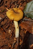 Cantharellus appalachiensis image