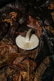 Amanita onusta image
