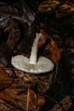 Amanita onusta image