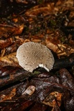 Amanita onusta image