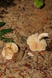 Lactarius subplinthogalus image