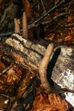 Xylaria cubensis image