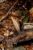 Xylaria cubensis image