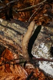 Xylaria cubensis image