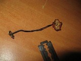Marasmius spegazzinii image