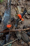 Sarcoscypha occidentalis image