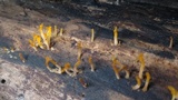 Dacryopinax spathularia image