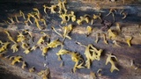Dacryopinax spathularia image
