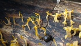Dacryopinax spathularia image