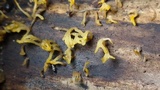 Dacryopinax spathularia image