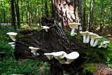 Pleurotus dryinus image