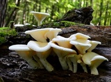 Pleurotus dryinus image
