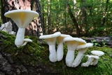 Pleurotus dryinus image