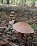 Chalciporus rubinellus image