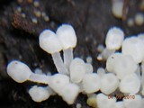 Delicatula integrella image