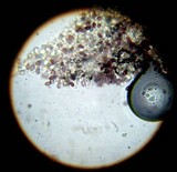 Protostropharia semiglobata image